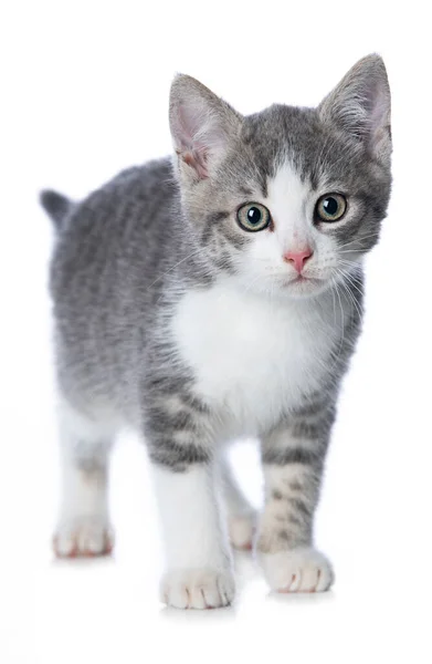 Schattig Tabby Kitten Geïsoleerd Wit Zoek Naar Camera — Stockfoto