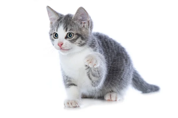 Schattig Tabby Kitten Geïsoleerd Wit Spelen Met Een Speelgoed — Stockfoto