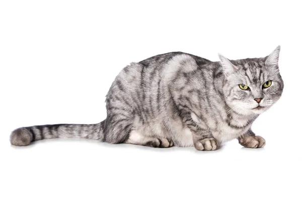 Ασημένιο Tabby Γάτα Απομονώνονται Λευκό — Φωτογραφία Αρχείου
