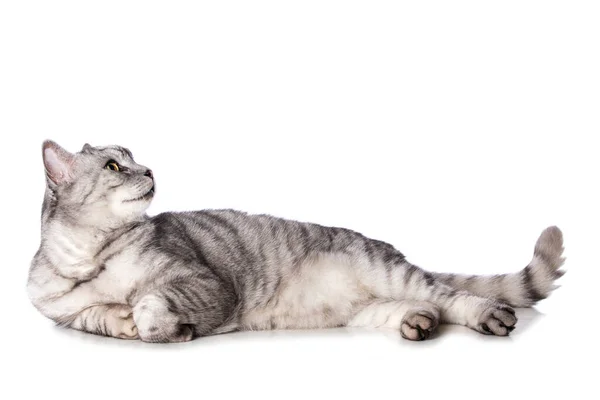 Ασημένιο Tabby Γάτα Που Βρίσκεται Απομονωμένη Λευκό — Φωτογραφία Αρχείου