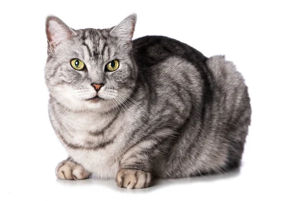 Silver Tabby Katt Isolerad Vitt — Stockfoto