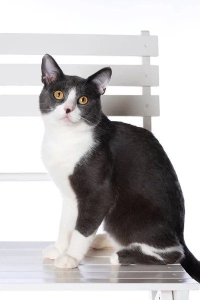 Söt Katt Isolerad Vit Bakgrund — Stockfoto