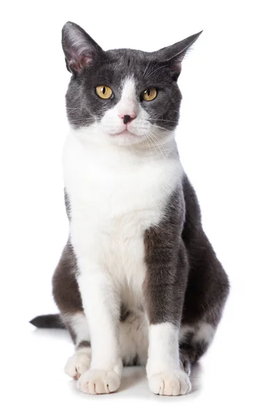 Roztomilý Kočka Izolované Bílém Pozadí — Stock fotografie