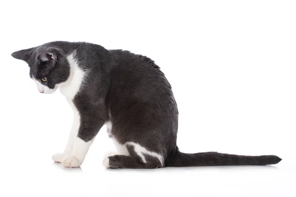 Kucing Lucu Terisolasi Latar Belakang Putih — Stok Foto