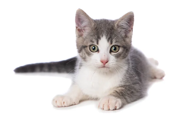 Niedliche Gestromte Kätzchen Auf Weißem Hintergrund — Stockfoto