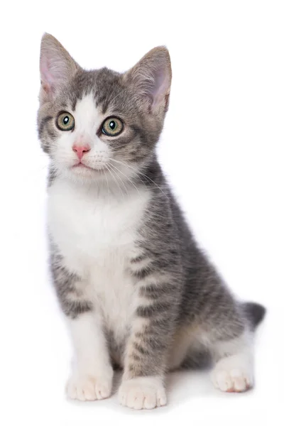 白い背景に可愛いタビー子猫 — ストック写真