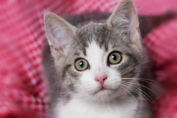 毛毯上的可爱的小猫咪 — 图库照片