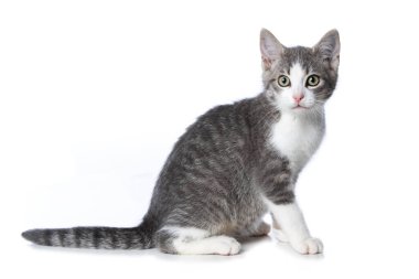 Beyaz arkaplanda izole edilmiş sevimli tekir kedicik.