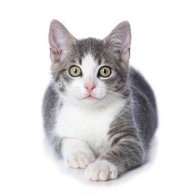 Beyaz arkaplanda izole edilmiş sevimli tekir kedicik.