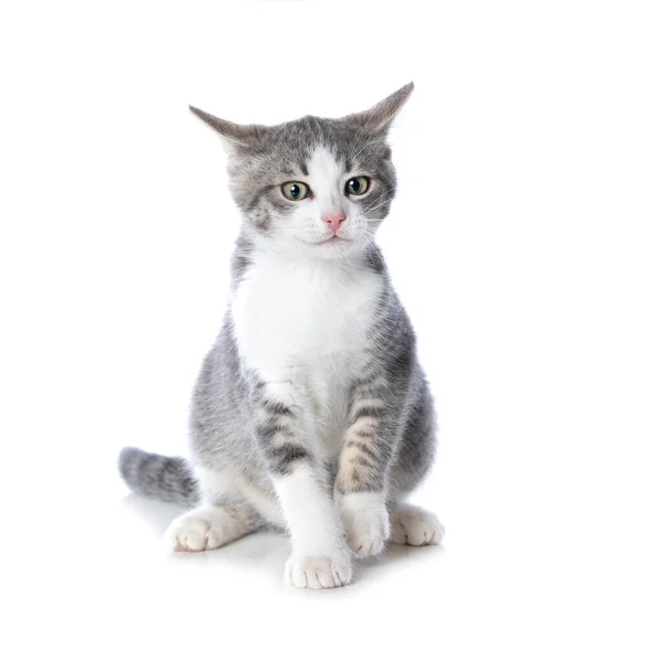 白地に隔離された可愛いタビー子猫 — ストック写真