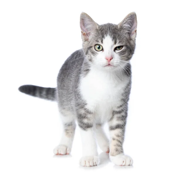 Schattig Tabby Kitten Geïsoleerd Witte Achtergrond — Stockfoto