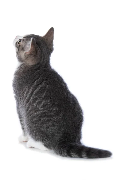 Kucing Tabby Lucu Terisolasi Pada Latar Belakang Putih — Stok Foto