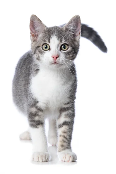 กแมวท กแยกจากพ นหล ขาว — ภาพถ่ายสต็อก