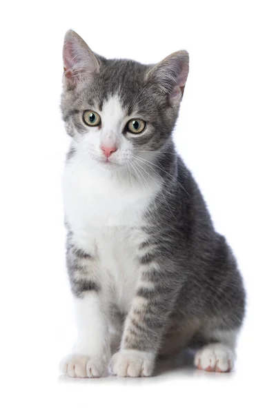 กแมวท กแยกจากพ นหล ขาว — ภาพถ่ายสต็อก