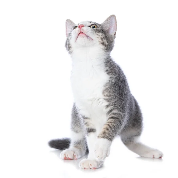 Schattig Tabby Kitten Geïsoleerd Witte Achtergrond — Stockfoto