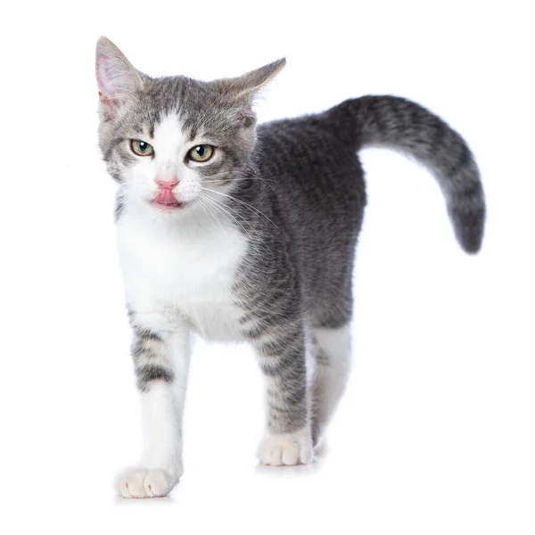 Cute Tabby Kitten Isolated White Background — Stock Photo, Image