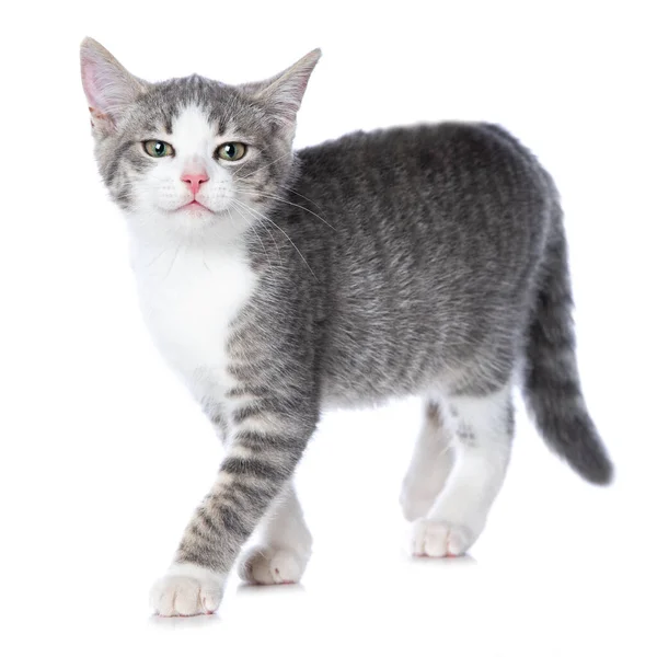 Cute Tabby Kitten Isolated White Background — Stock Photo, Image