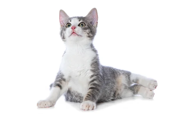 Roztomilý Tabby Kotě Izolované Bílém Pozadí — Stock fotografie