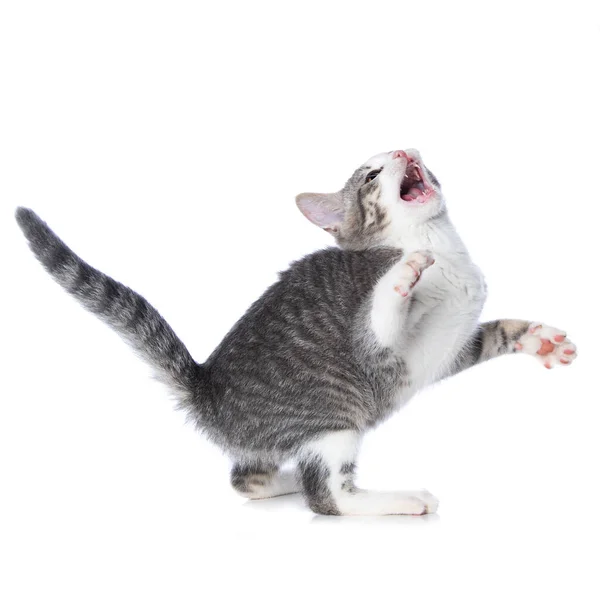 Kucing Tabby Lucu Terisolasi Pada Latar Belakang Putih — Stok Foto