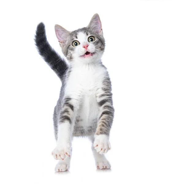 Niedliches Gestromtes Kätzchen Isoliert Auf Weißem Hintergrund — Stockfoto