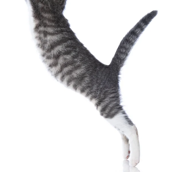 白地に隔離された可愛いタビー子猫 — ストック写真