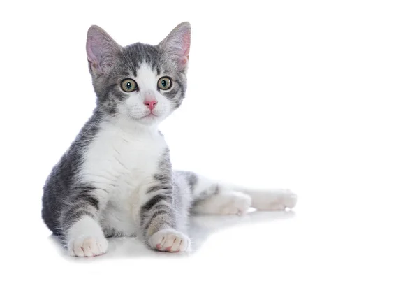 Cute Tabby Kitten Isolated White Background — Stock Photo, Image