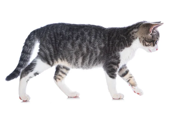 Roztomilý Tabby Kotě Izolované Bílém Pozadí — Stock fotografie