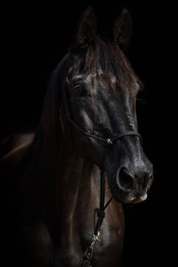 Warmblood horse on black background clipart