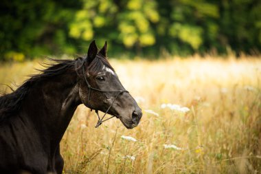 Bir yaz tarlasında siyah, sıcak kanlı bir at.