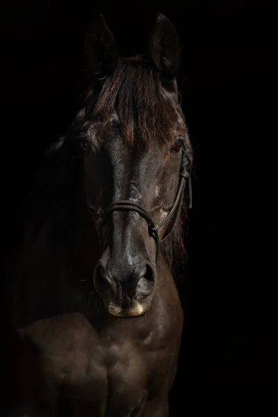 Warmblood Horse Black Background — Stock Photo, Image