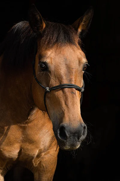 黒の背景に暖かい馬 — ストック写真