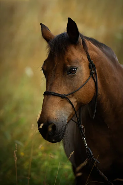 夏天的田野里 一匹棕色的温血马 — 图库照片