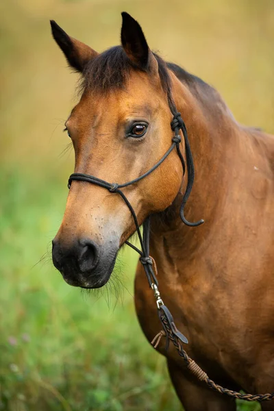 Cavallo Sangue Caldo Marrone Campo Estivo — Foto Stock