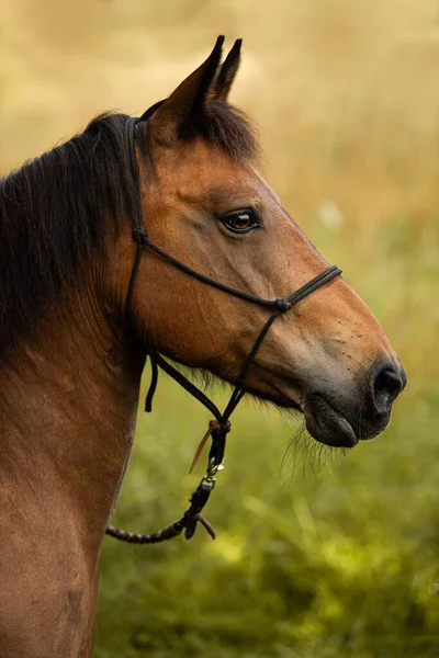 Brązowy Koń Ciepłokrwisty Letnim Polu — Zdjęcie stockowe