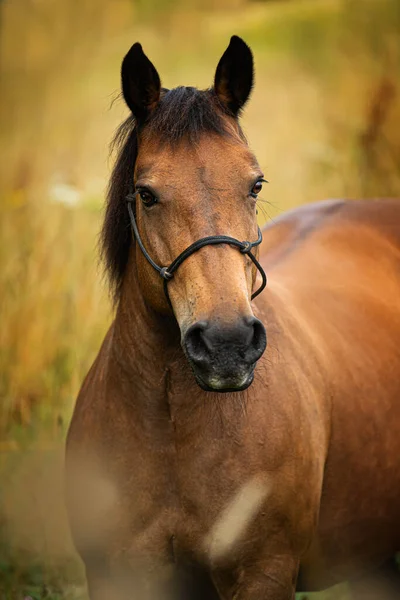 Brown Warmblood Horse Summer Field — Stock Photo, Image