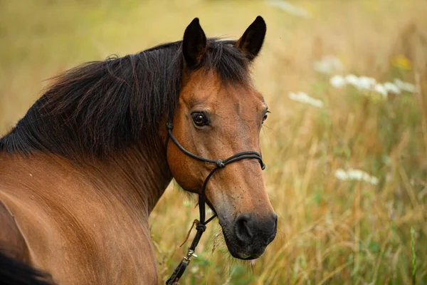 夏野の褐色の暖かい馬 — ストック写真