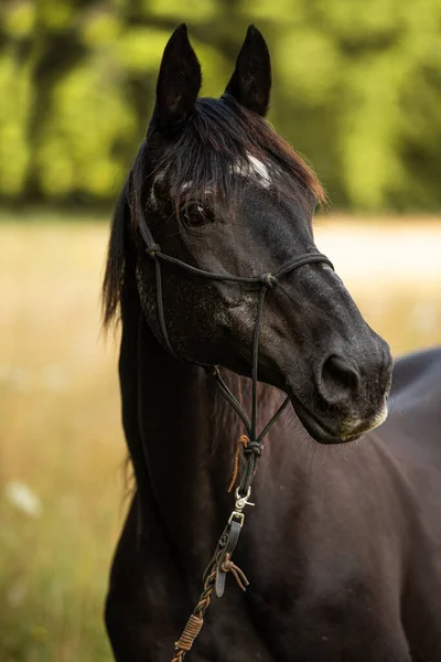 Czarny Koń Ciepłokrwisty Letnim Polu — Zdjęcie stockowe