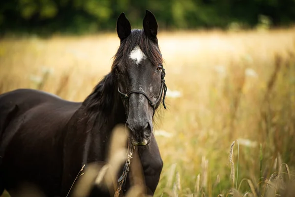 夏のフィールドで黒い暖かい馬 — ストック写真