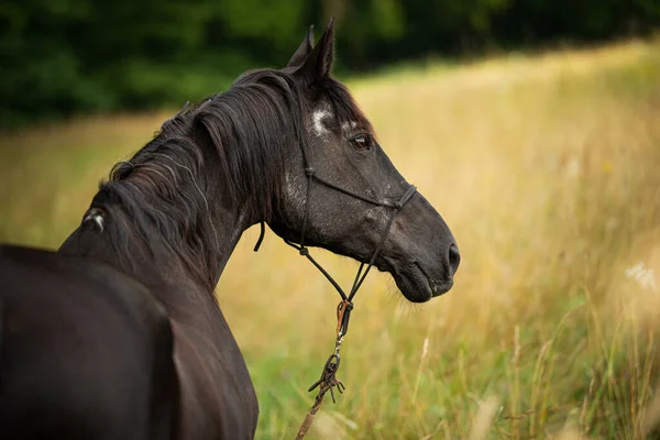 夏のフィールドで黒い暖かい馬 — ストック写真