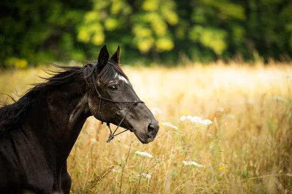 Black Warmblood Horse Summer Field — Stock Photo, Image
