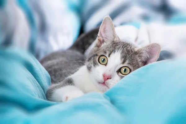 塔比小猫躺在床上看着摄像机 — 图库照片