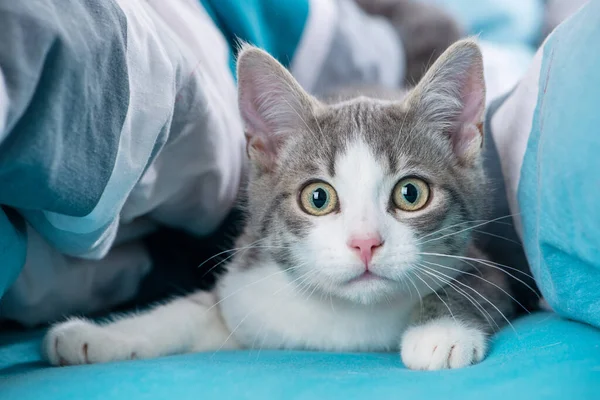 Tekir Kedicik Yatakta Uzanıyor Kameraya Bakıyor — Stok fotoğraf