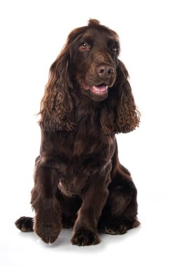 Beyaz arka planda yalnız oturan Cocker spaniel köpeği