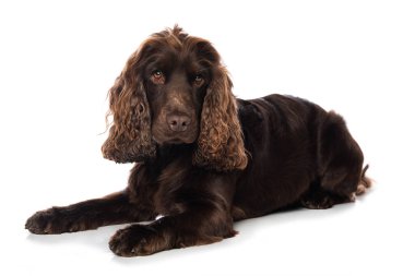 Beyaz arka planda tek başına yatan Cocker spaniel köpeği.