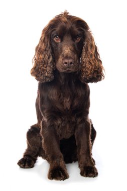 Beyaz arka planda yalnız oturan Cocker spaniel köpeği