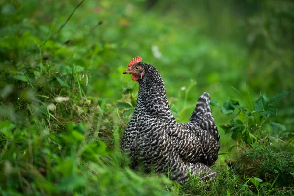 목초지의 닭고기 — 스톡 사진