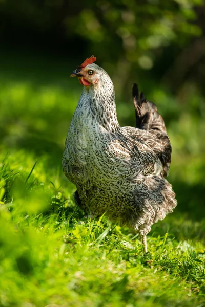 Kurczak Letniej Łące Przestrzenią Kopiowania — Zdjęcie stockowe