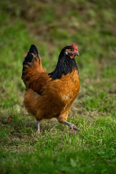 Kyckling Sommaräng Med Kopieringsutrymme — Stockfoto