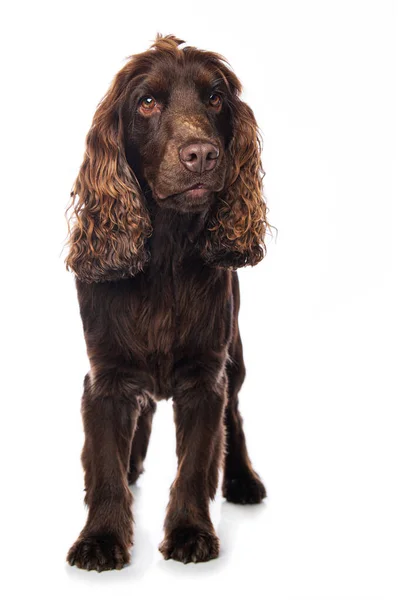 Cocker Spaniel Dog Standing Isolated White Background Looking Camera — Stock Photo, Image