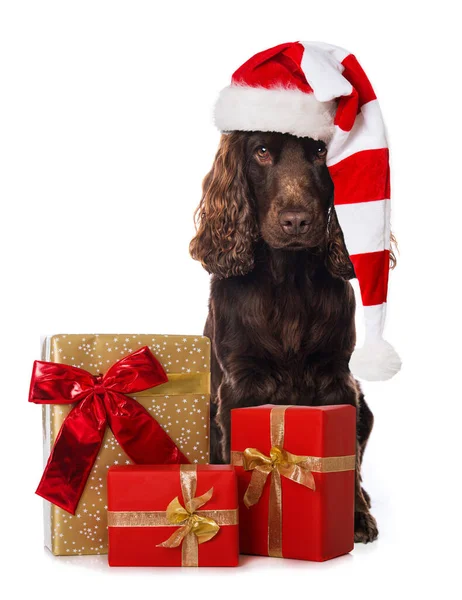 Cocker Spaniel Hund Mit Weihnachtsgeschenken Sitzt Isoliert Auf Weißem Hintergrund — Stockfoto